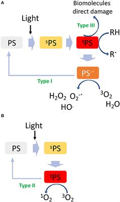 Light-Induced Therapies for Prostate Cancer Treatment